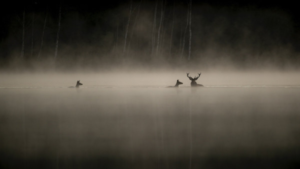 LE CHANT DES FORêTS